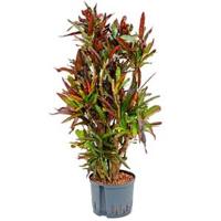 Croton mamey L hydrocultuur plant - thumbnail