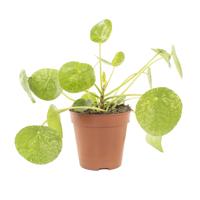 Pilea Peperomioides Mojito - P13 - thumbnail