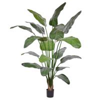 Strelitzia Nicolai deluxe Kunstpalm 200cm in pot - thumbnail