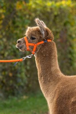 Alpaca halster oranje