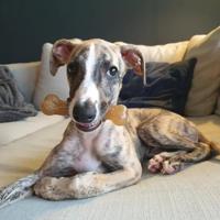 Nylabone puppy chew kipsmaak - thumbnail