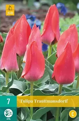 Tulipa Trauttmansdorff JUB, 7 bloembollen - Jub Tulipa Trauttmansdorff JUB, 7 bloembollen - Jub