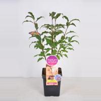 Sering (syringa villosae "Lark Song"Parfum de Nature) - thumbnail