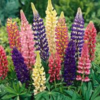 Lupinus Polyphyllus zaden Russell Hybrids Mix - thumbnail