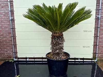 Palmboom - Cycas Revoluta