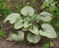 Brunnera macrophylla Jack Frost Samplant - Samplant - thumbnail