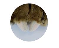 Jemini knuffel TooDoo luiaard pluche junior 45 cm bruin - thumbnail