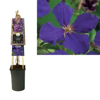 Paarse bosrank (Clematis "Jackmanii") klimplant 70 cm