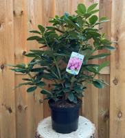 Rhododendron Rocket groenblijvende heester rododendron met paarse bloemen ca. 60-70cm incl. pot Warentuin Natuurlijk - Warentuin natuurlijk - thumbnail