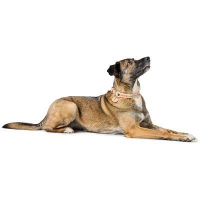 Hondenhalsband Hunter Malia Groen S/M 35-44 cm