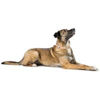 Hondenhalsband Hunter Malia Beige L 50-59 cm - thumbnail