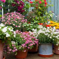 Buitencanvas bloemen in pot 58x58cm - thumbnail