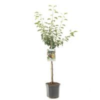 Perenboom Pyrus Communis Gieser Wildeman - Stoofpeer - thumbnail