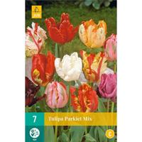 Tulipa Parkiet mix bloembollen 7 bollen Tulp JUB - Jub - thumbnail