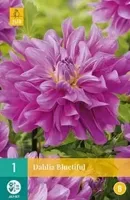 Dahlia Bluesette Bloembol JUB 1 bol - Jub - thumbnail