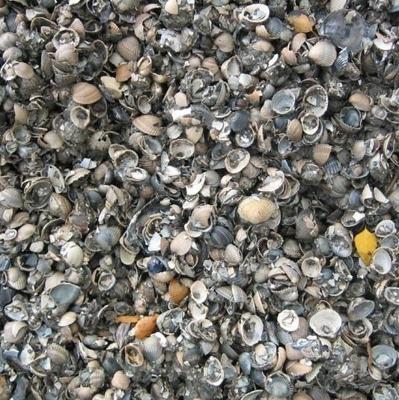 Kleischelpen Los gestort vanaf 13m3