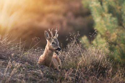 Tuinschilderij hert liggen 130x70cm Customize-it - Customize it Tuinschilderij hert liggen 130x70cm Customize-it - Customize it