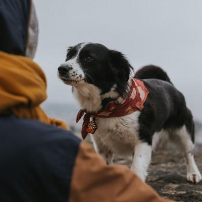 Orbiloc veiligheidslampje Dog Dual, rood