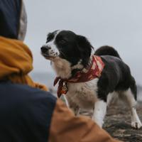 Orbiloc veiligheidslampje Dog Dual, rood - thumbnail