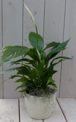 Lepelplant Spathiphyllum creme pot 40 cm Warentuin Natuurlijk - Warentuin natuurlijk