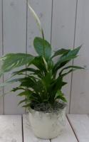 Lepelplant Spathiphyllum creme pot 40 cm Warentuin Natuurlijk - Warentuin natuurlijk - thumbnail