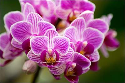Fotobehang - Prachtig boeketje Orchideeën, in 11 maten, Premium Print, Incl Behanglijm Fotobehang - Prachtig boeketje Orchideeën, in 11 maten, Premium Print, Incl Behanglijm