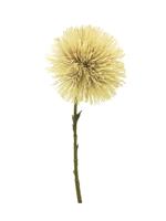 Taraxacum flower yellow 47cm - thumbnail
