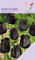 Tulp Queen of Night 8 bollen - thumbnail