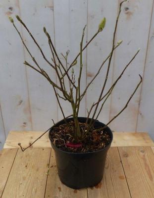 Beverboom Magnolia Soulangeana Tulpenboom 70 cm Warentuin Natuurlijk - Warentuin natuurlijk Beverboom Magnolia Soulangeana Tulpenboom 70 cm Warentuin Natuurlijk - Warentuin natuurlijk