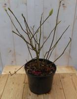 Beverboom Magnolia Soulangeana Tulpenboom 70 cm Warentuin Natuurlijk - Warentuin natuurlijk - thumbnail