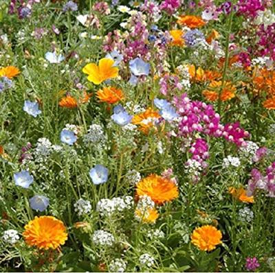 Bloemen zaden Cottage Garden mix