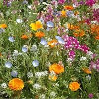 Bloemen zaden Cottage Garden mix - thumbnail