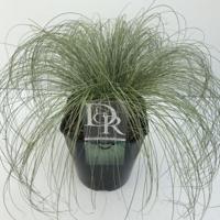 Zegge (Carex comans "Frosted Curls") siergras - In 5 liter pot - 1 stuks - thumbnail