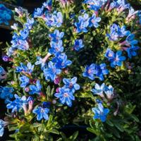 Steenzaad - thumbnail