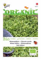 Biologische Andijvie Gele Volhart - thumbnail