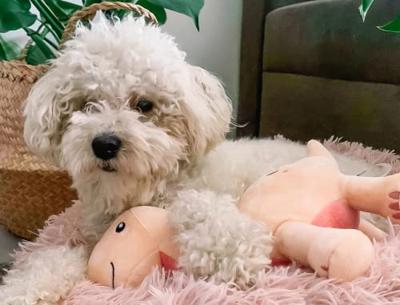 Fuzzyard brienne de brontosaurus pluche