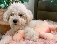 Fuzzyard brienne de brontosaurus pluche - thumbnail