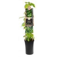 Humulus lupulus 'Nordbrau' - Hop - thumbnail