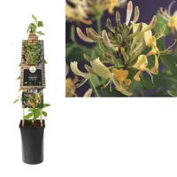 Wilde kamperfoelie wit (Lonicera periclymenum) klimplant - thumbnail