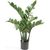 Zamioculcas x7 70 cm/116lvs Emerald - Emerald - thumbnail