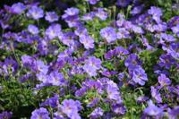 Ooievaarsbek - thumbnail