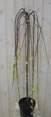 Klein hangwilgje geel/grijs 80 cm Salix Warentuin Natuurlijk - Warentuin natuurlijk