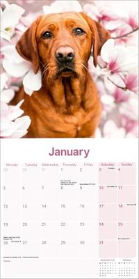 Fox Red Labrador Retriever Calendar 2026 Square Dog Breed Wall Calendar - 16 Month