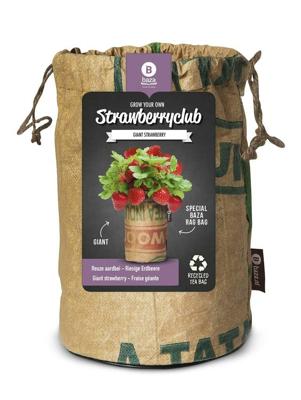 Baza buidel reuze aardbei Baza buidel reuze aardbei