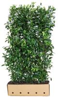 Prunus laurocerasus Herbergii Heg haag H150 x 100cm breed QuickHedge - Quickhedge - thumbnail