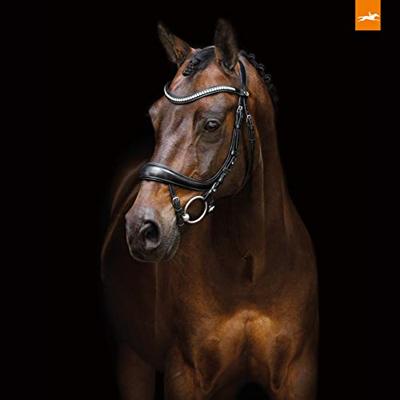 Schockemohle Sports Equitus Beta hoofdstel zwart maat:cob Schockemohle Sports Equitus Beta hoofdstel zwart maat:cob