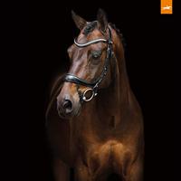 Schockemohle Sports Equitus Beta hoofdstel zwart maat:cob - thumbnail