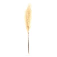 Kunstbloem Pluim 77x8x3cm beige - thumbnail