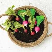 Bijtspeeltje Ramona de Radijs - OLI & CAROL roze - thumbnail