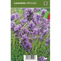 Lavendel (lavandula officinalis) kruiden - 12 stuks - thumbnail